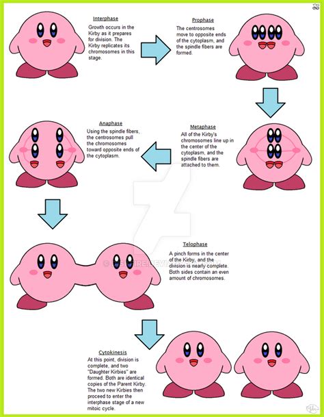 Kirbular Mitosis by diskfire on DeviantArt