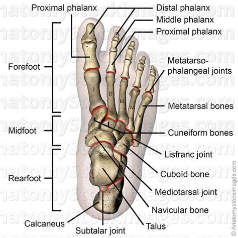 Anatomy Stock Images | foot-bones-joints-metatarsal-metatarsus-phalange-cuneiform-navicular ...