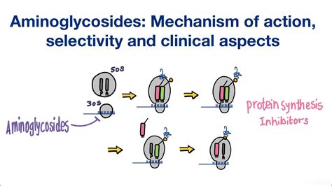 Aminoglycosides: Mechanism of action, Selectivity and Clinical aspects / Infectious Diseases ...