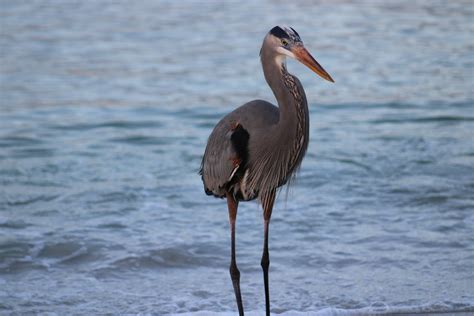 Close Up Photo of a Great Blue Heron · Free Stock Photo