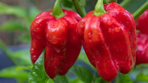 25 Best Types Of Pepper Plants To Grow In A Vegetable Garden