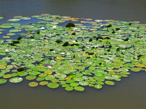 Water Lilies On A Pond Free Stock Photo - Public Domain Pictures