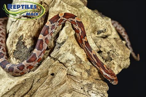 Corn Snake Care Sheet – Reptiles by Mack