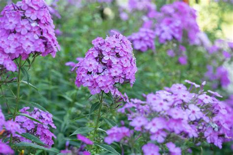 Phlox paniculata (Garden Phlox)