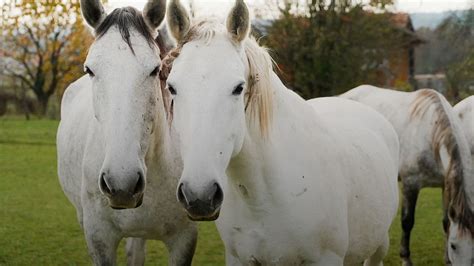 Lipizzan horses ready to join UN protected heritage list - TrendRadars