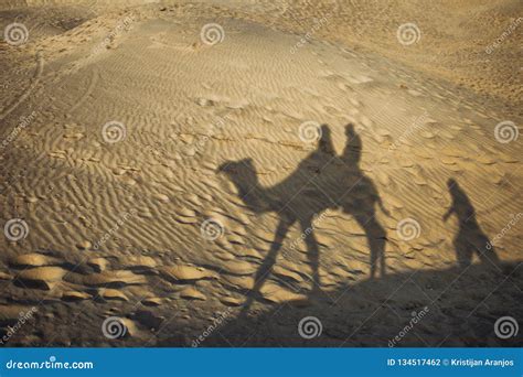 Camel shadow in sand stock photo. Image of indigenous - 134517462