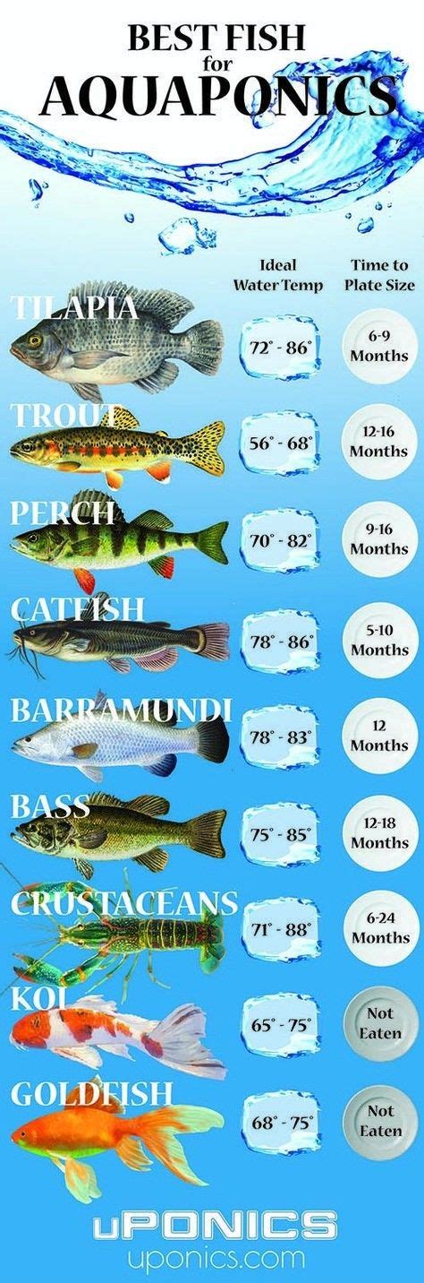 Pin by Michelle Shambora on gardening | Aquaponics diy, Aquaponics fish, Best fish for aquaponics