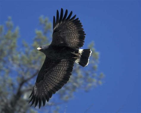 Common Black Hawk | Black hawk, Black hawk bird, Beautiful birds