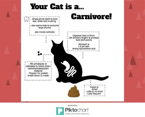 Cats are obligate carnivores. They thrive off of and can only properly ...