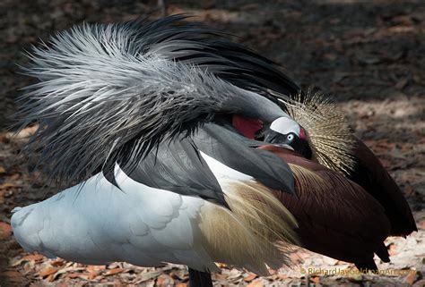 Lowry Park Zoo Bird Photograph by Richard Goldman - Fine Art America