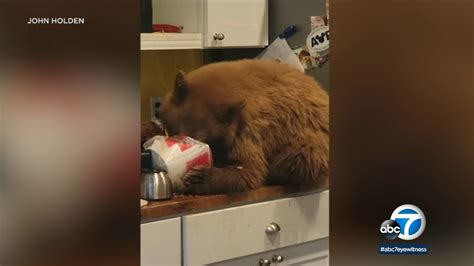 Video: Bear breaks into southern California home, eats KFC on kitchen counter - ABC7 New York