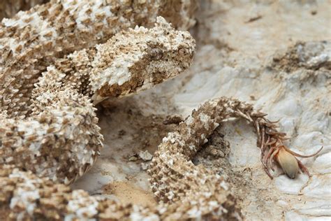 Rare spider-tailed horned viper spotted in western Iran - Tehran Times