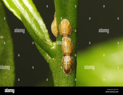 Garden pests on a citrus tree branch Stock Photo - Alamy