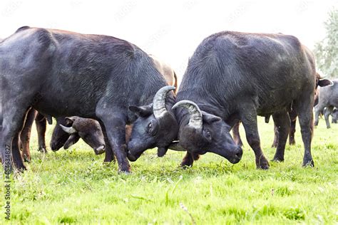 Two young water buffalo (Bubalus bubalis) testing their strength have ...