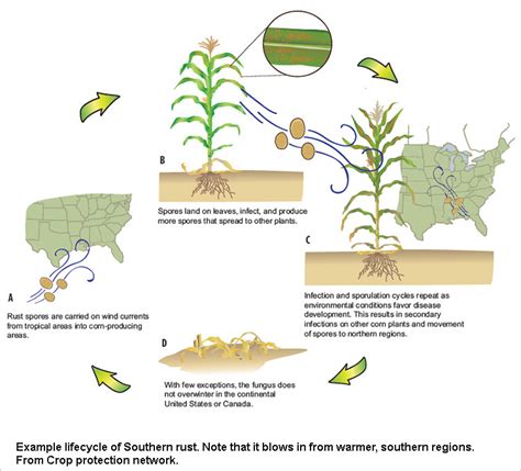 Southern Rust in Corn - Disease Development and Fungicide Use - farmdoc daily