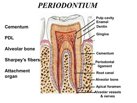 14 Periodontium