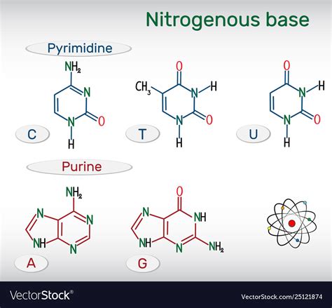 Chemical formulas purine and and pyrimidine Vector Image