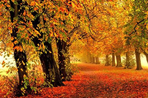 autumn 4k background desktop #4K #wallpaper #hdwallpaper #desktop ...