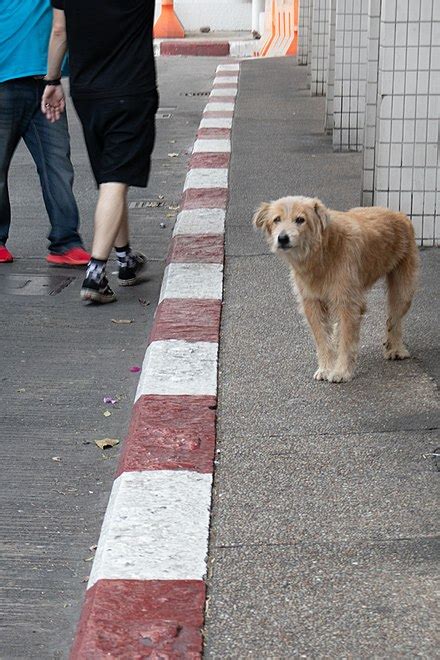 Street dogs in Thailand - Wikipedia