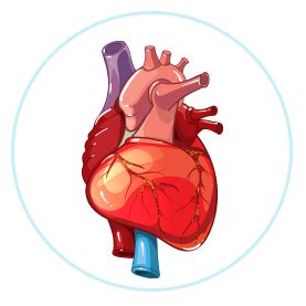 Structure and function of heart | Pharmeasy