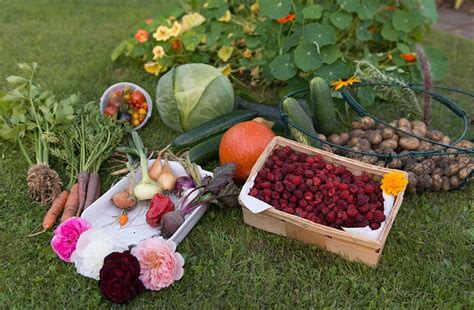 Free photo: Autumn, Harvest, Garden, Vegetables - Free Image on Pixabay - 915632