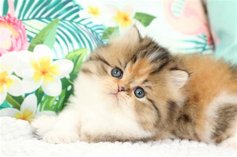 Calico Persian Kittens - Past Kittens