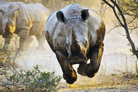 How Fast Are Rhinos? - renobig