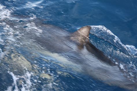 Common Bottlenose Dolphins, near Santa Cruz Island, Channe… | Flickr