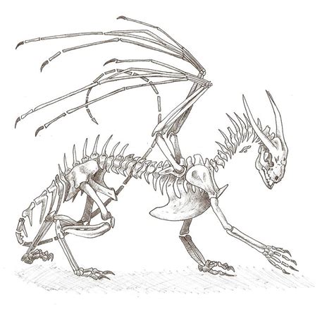 Dragon Skeleton Drawing