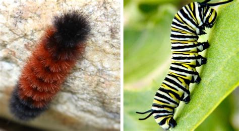 14 Weird (but COMMON) Caterpillars in Washington (state) - Bird Watching HQ