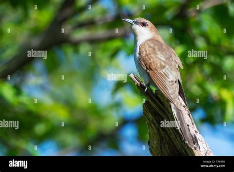 Black billed cuckoo during spring migration Stock Photo - Alamy