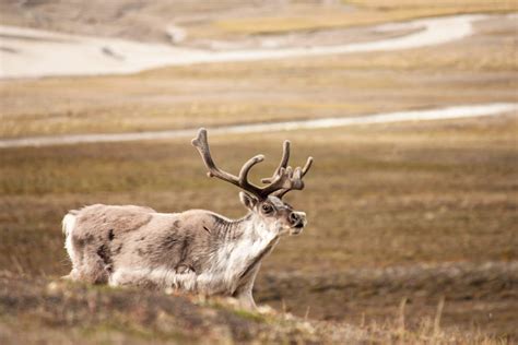 Watching wildlife in Norway’s north - Lonely Planet