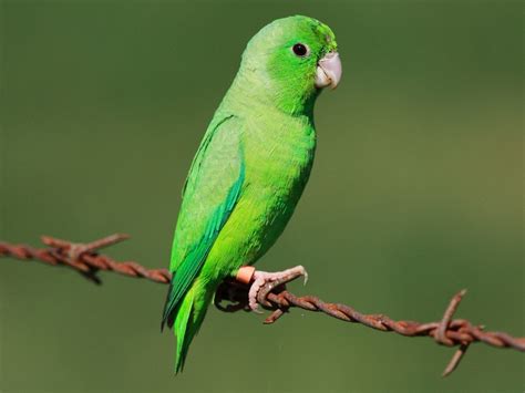 Green Parrotlet male