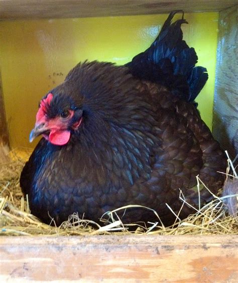 Black Australorp Production Hen | Chicken breeds, Black australorp, Backyard poultry