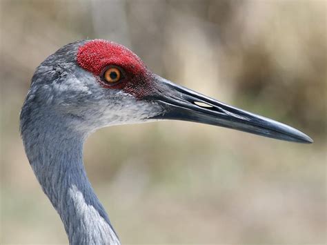 Sandhill Crane Photos and Videos for, All About Birds, Cornell Lab of Ornithology