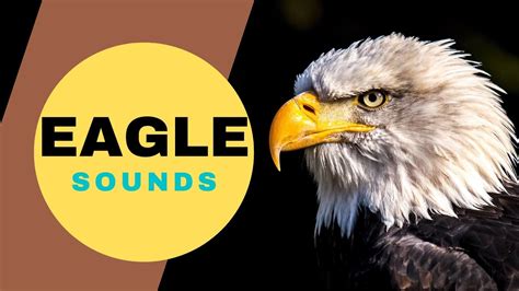 EAGLE Voice | Different types of Eagles and their sounds - YouTube