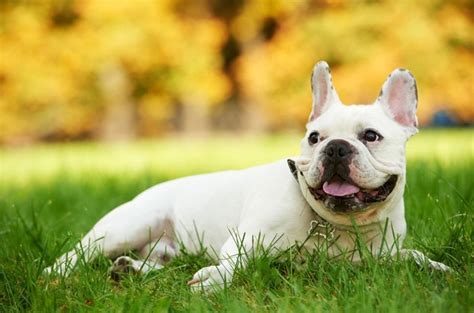 Top 10 Best Dog Breeds For Apartments Part II | PetGuide