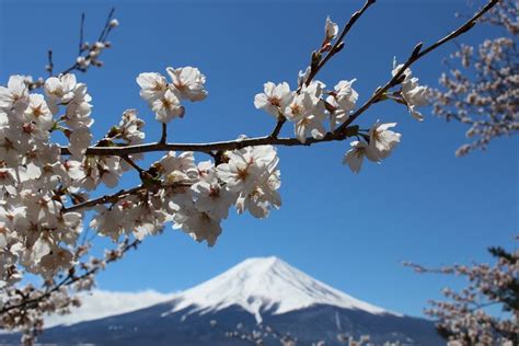 Mt. Fuji Cherry Blossom One Day Tour From Tokyo