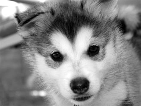 Baby Husky Wallpapers - Top Free Baby Husky Backgrounds - WallpaperAccess