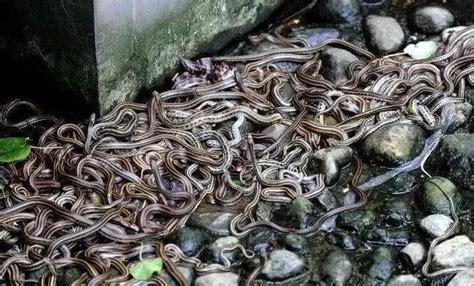 Hell on Earth!There are 5 snakes per square meter on Snake Island in ...