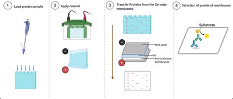 How to Prepare Samples for Western Blot Analysis