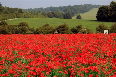 red poppy fields in France | Reflections of Ozian standards | Pintere…