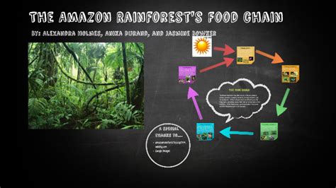 [最も共有された！ √] basic amazon rainforest food web 115839-What is a food web ...