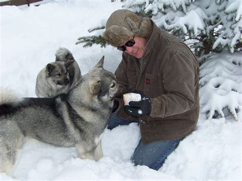 Norwegian Elkhound Info, Temperament, Puppies, Pictures