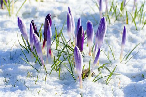 Spring Flower And Snow Free Stock Photo - Public Domain Pictures