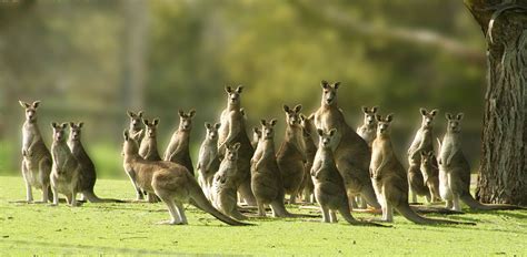 Kangaroo - Adaptations, Locomotion, Socialization | Britannica