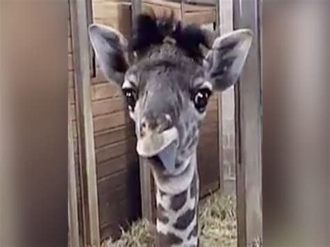 Funny! Baby giraffe at Kansas City Zoo sticks out tongue - ABC15 Arizona