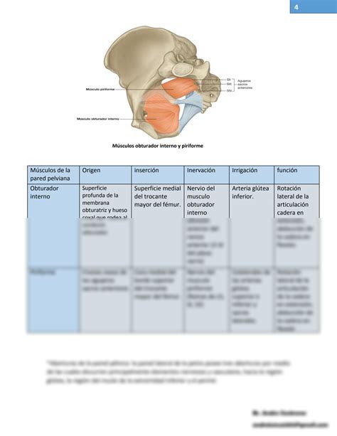 SOLUTION: Pelvis Perine Anatomy - Anatomia de pelvis y perine - Studypool