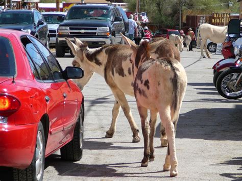 Equestrian Ink: The "Wild" Burros of Oatman, AZ