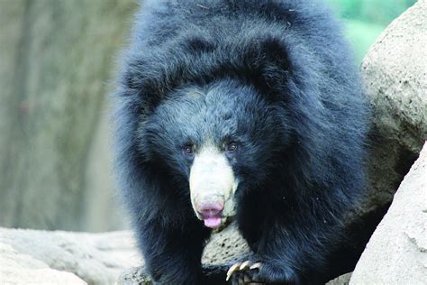 First Look At New Sloth Bear Cubs Born At The Philadelphia Zoo